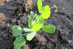 �����m��ʉ�