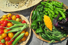 �p�e�B�I�ʐM_�Ė��